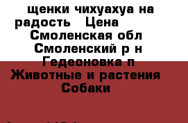 щенки чихуахуа на радость › Цена ­ 9 000 - Смоленская обл., Смоленский р-н, Гедеоновка п. Животные и растения » Собаки   